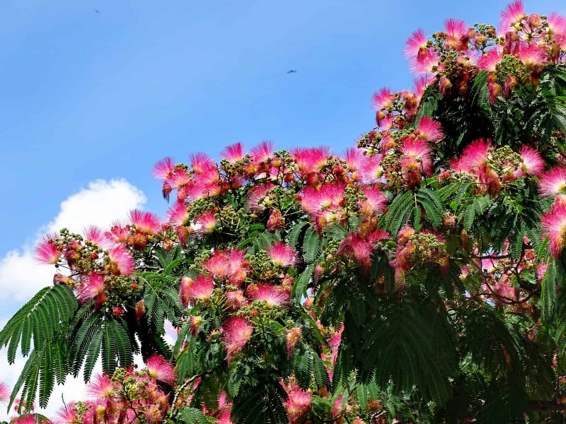 Florida Garden:planten die u moet vermijden - Bescherm uw landschap 