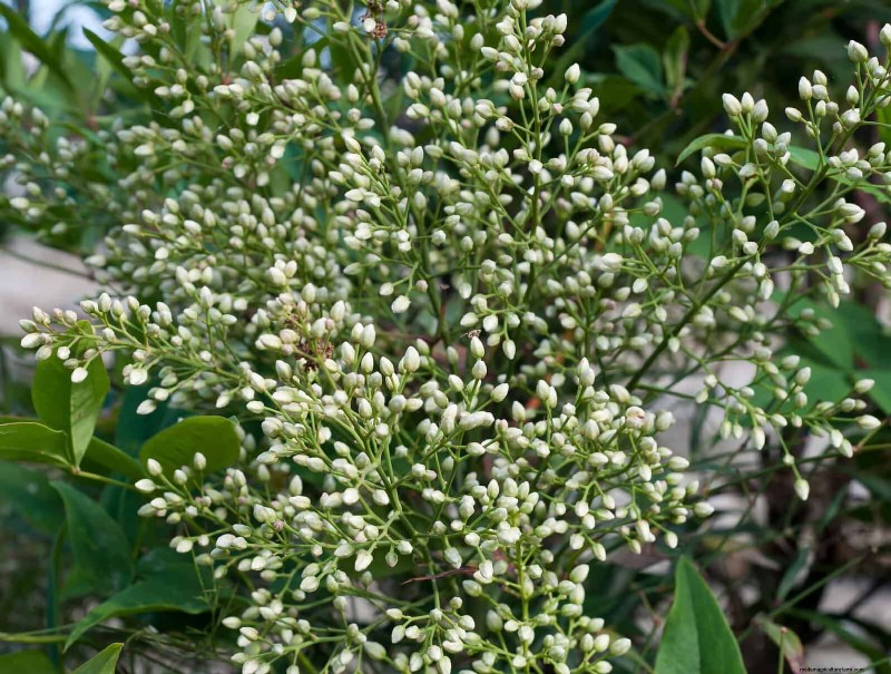 Florida Garden:planten die u moet vermijden - Bescherm uw landschap 