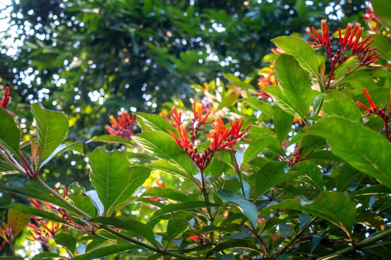 Florida Garden:planten die u moet vermijden - Bescherm uw landschap 