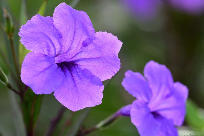 Florida Garden:planten die u moet vermijden - Bescherm uw landschap 