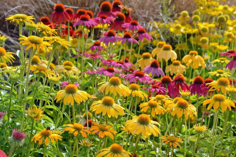 Hittetolerante vaste planten:Top 10 voor een bloeiende zomertuin 
