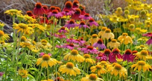 Hittetolerante vaste planten:Top 10 voor een bloeiende zomertuin 
