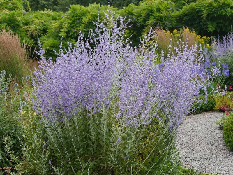 Hittetolerante vaste planten:Top 10 voor een bloeiende zomertuin 