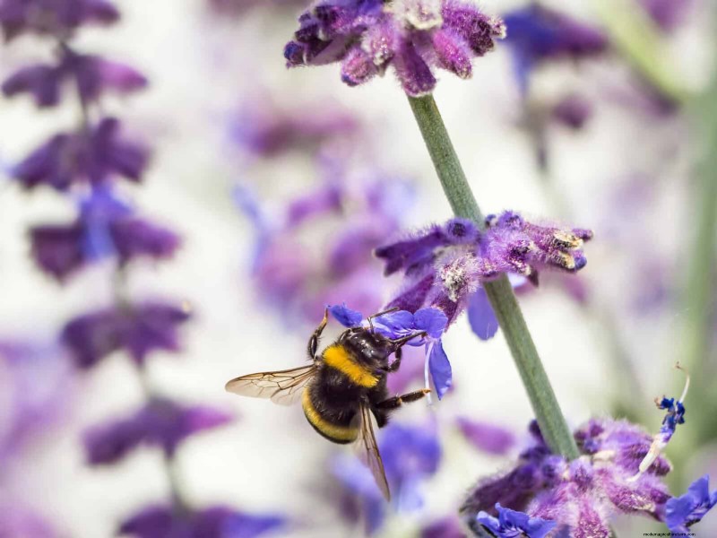 Hittetolerante vaste planten:Top 10 voor een bloeiende zomertuin 