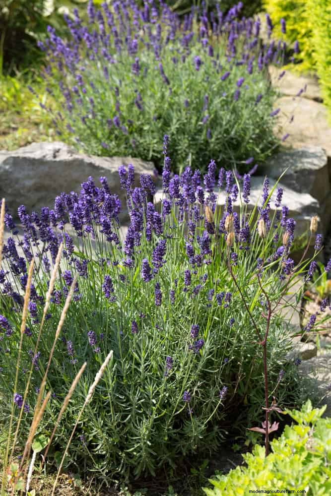 Hittetolerante vaste planten:Top 10 voor een bloeiende zomertuin 