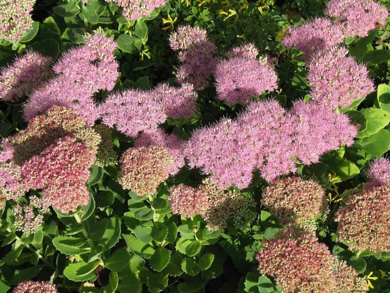 Hittetolerante vaste planten:Top 10 voor een bloeiende zomertuin 