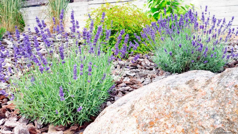 Hittetolerante vaste planten:Top 10 voor een bloeiende zomertuin 