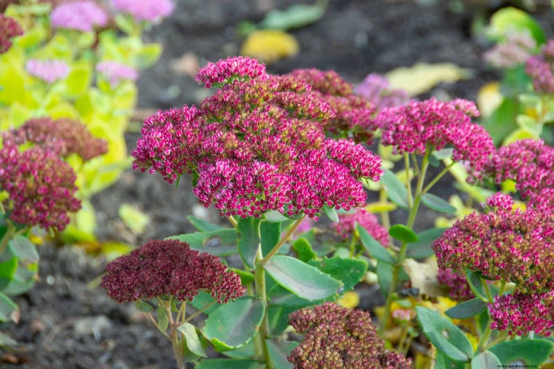 Hittetolerante vaste planten:Top 10 voor een bloeiende zomertuin 