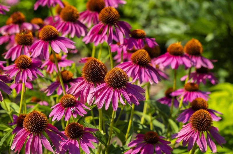 Hittetolerante vaste planten:Top 10 voor een bloeiende zomertuin 