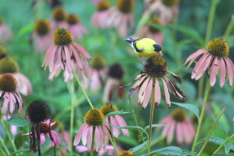 Hittetolerante vaste planten:Top 10 voor een bloeiende zomertuin 