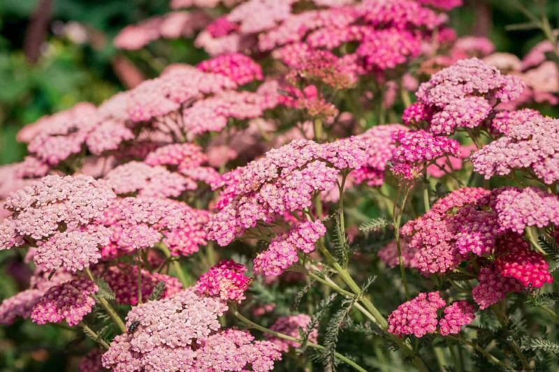 Hittetolerante vaste planten:Top 10 voor een bloeiende zomertuin 