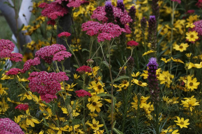 Hittetolerante vaste planten:Top 10 voor een bloeiende zomertuin 