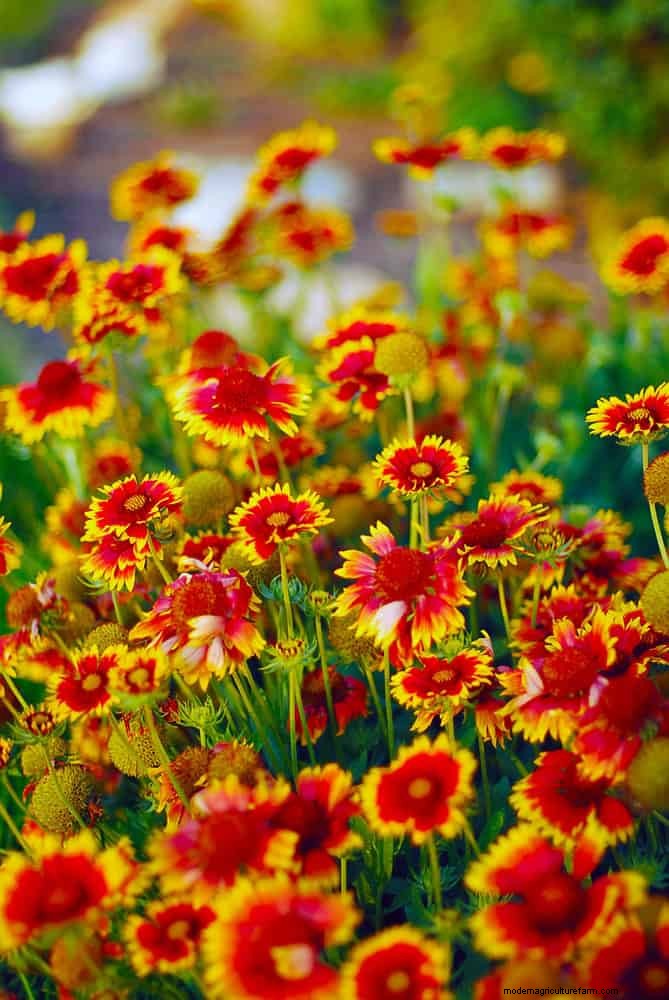 Hittetolerante vaste planten:Top 10 voor een bloeiende zomertuin 