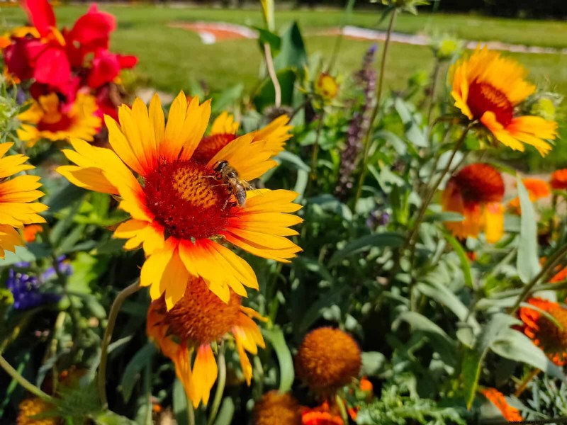 Hittetolerante vaste planten:Top 10 voor een bloeiende zomertuin 