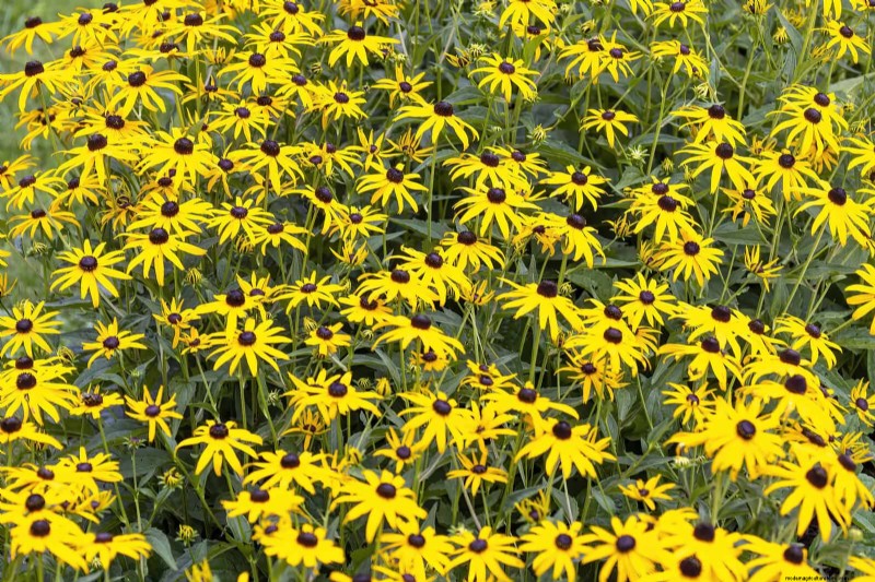 Hittetolerante vaste planten:Top 10 voor een bloeiende zomertuin 