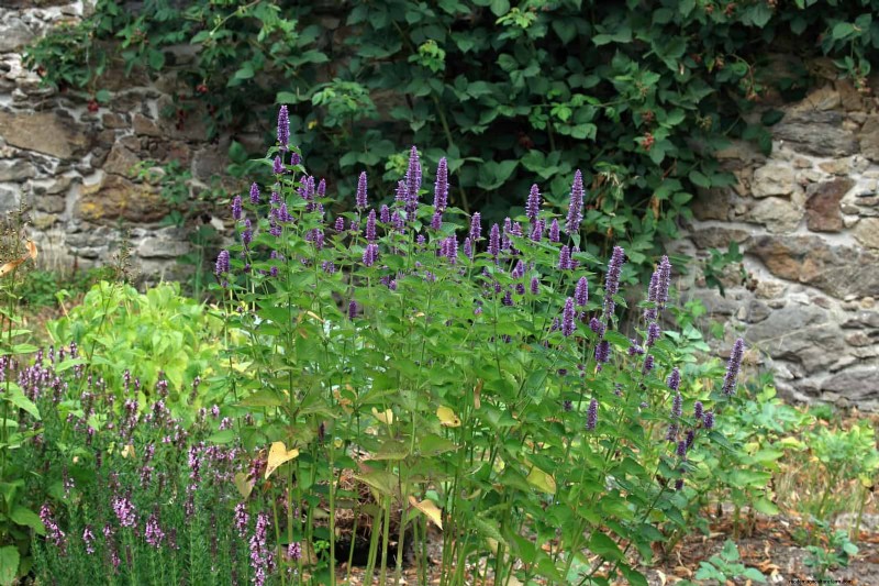 Hittetolerante vaste planten:Top 10 voor een bloeiende zomertuin 