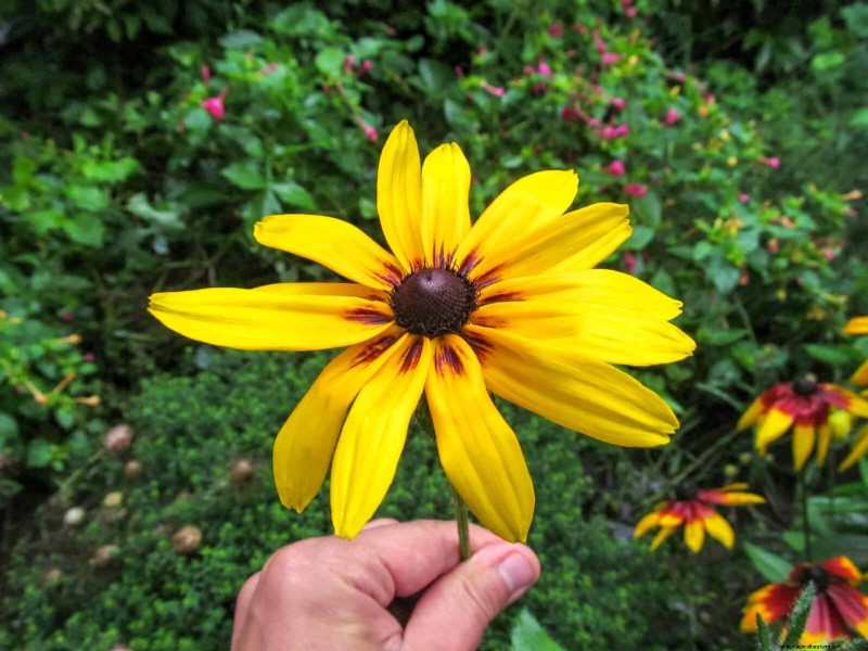 Hittetolerante vaste planten:Top 10 voor een bloeiende zomertuin 
