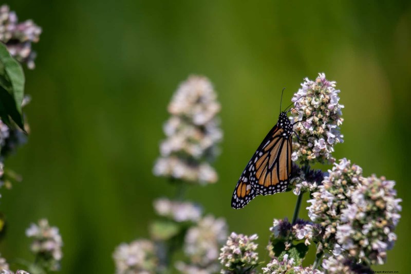 Hittetolerante vaste planten:Top 10 voor een bloeiende zomertuin 