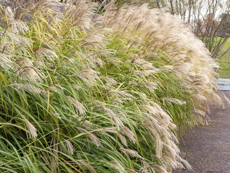 Hittetolerante vaste planten:Top 10 voor een bloeiende zomertuin 