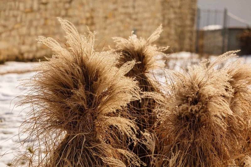 Hittetolerante vaste planten:Top 10 voor een bloeiende zomertuin 