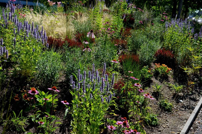 Hittetolerante vaste planten:Top 10 voor een bloeiende zomertuin 