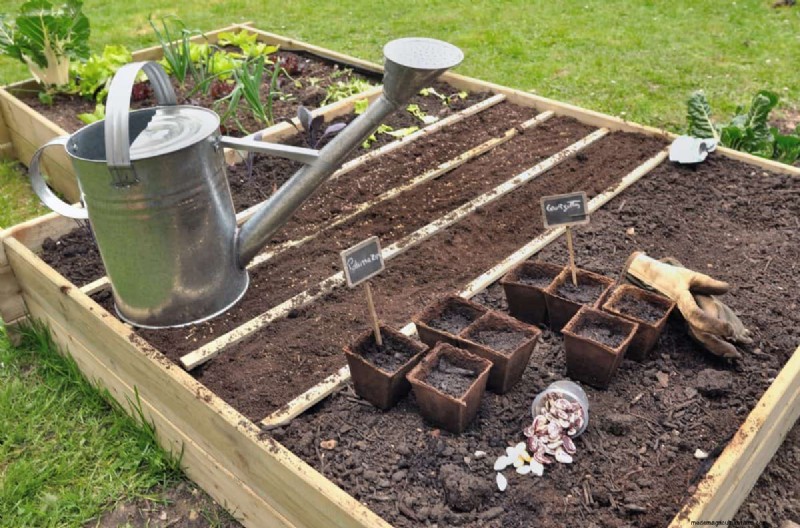 Groenten planten in juli:wat u nog kunt laten groeien en hoe 