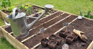 Plantación de hortalizas en julio:lo que aún se puede cultivar y cómo 