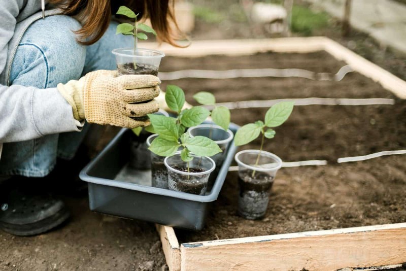 Groenten planten in juli:wat u nog kunt laten groeien en hoe 