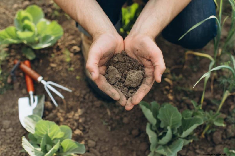 Groenten planten in juli:wat u nog kunt laten groeien en hoe 