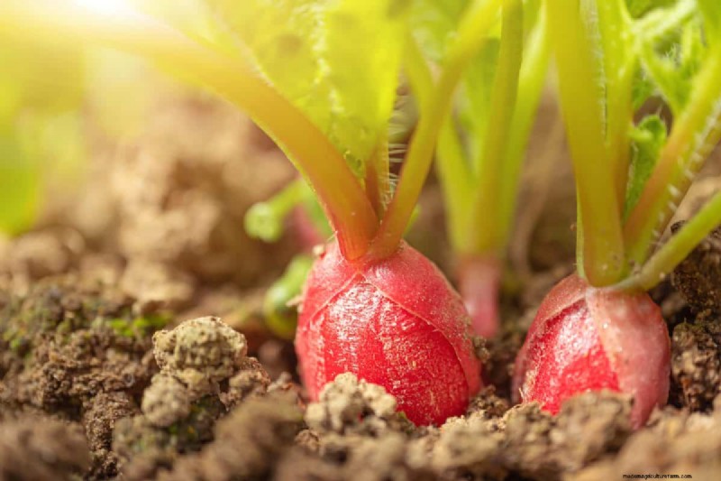 Groenten planten in juli:wat u nog kunt laten groeien en hoe 