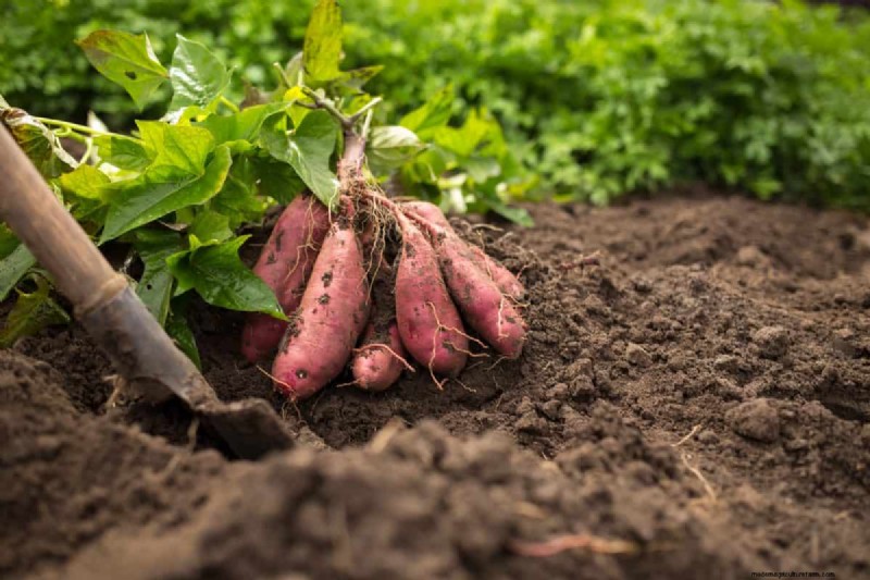 Groenten planten in juli:wat u nog kunt laten groeien en hoe 