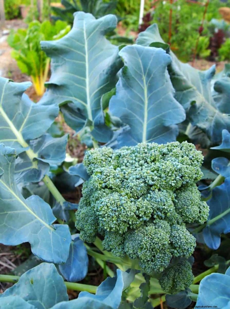 Groenten planten in juli:wat u nog kunt laten groeien en hoe 