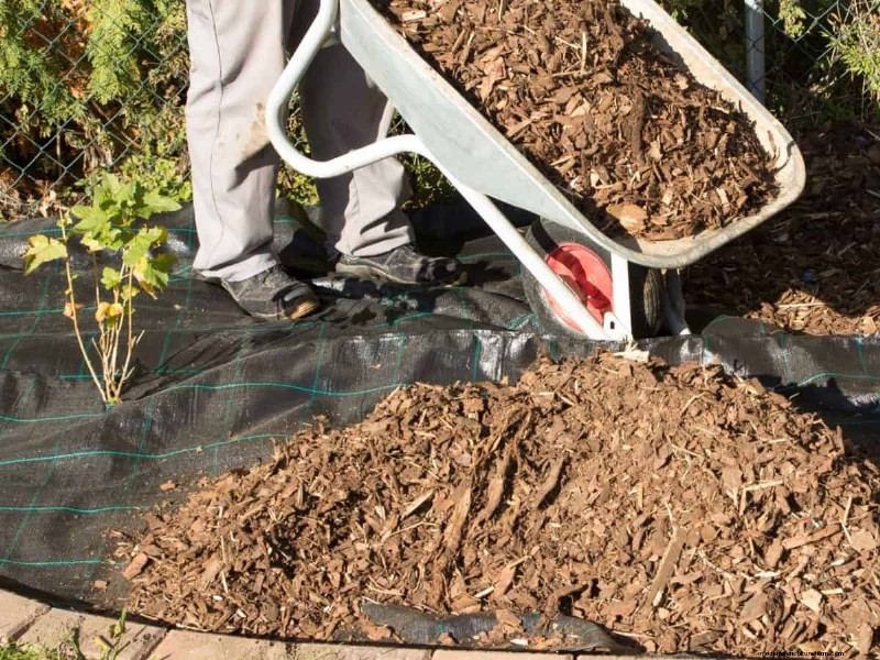 Groenten planten in juli:wat u nog kunt laten groeien en hoe 