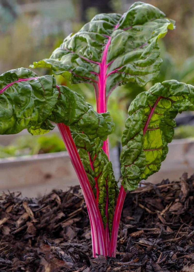 Groenten planten in juli:wat u nog kunt laten groeien en hoe 