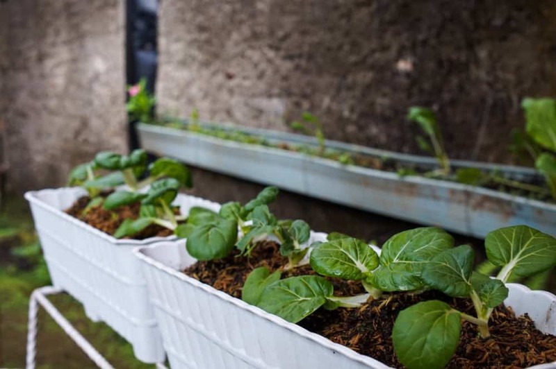 Groenten planten in juli:wat u nog kunt laten groeien en hoe 