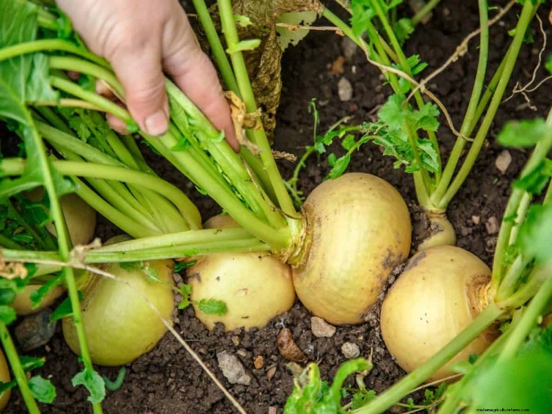 Groenten planten in juli:wat u nog kunt laten groeien en hoe 