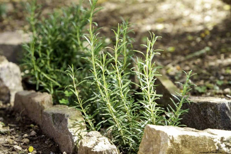 Groenten planten in juli:wat u nog kunt laten groeien en hoe 