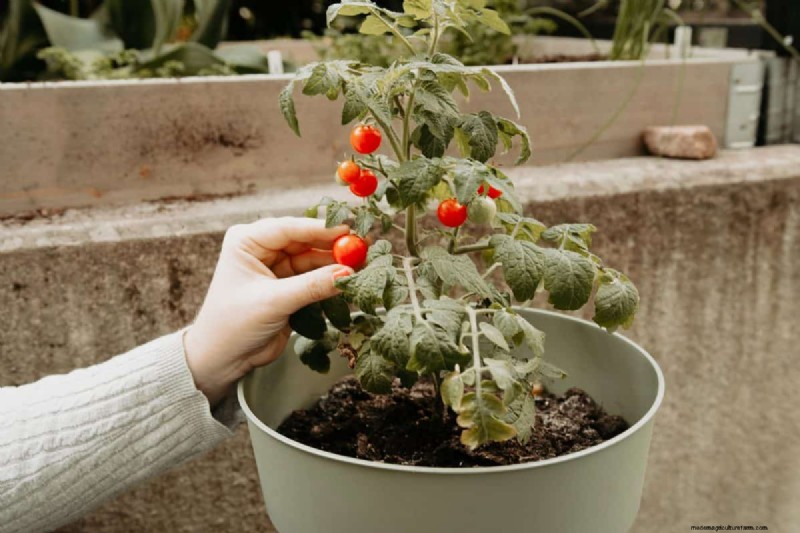 Groenten planten in juli:wat u nog kunt laten groeien en hoe 