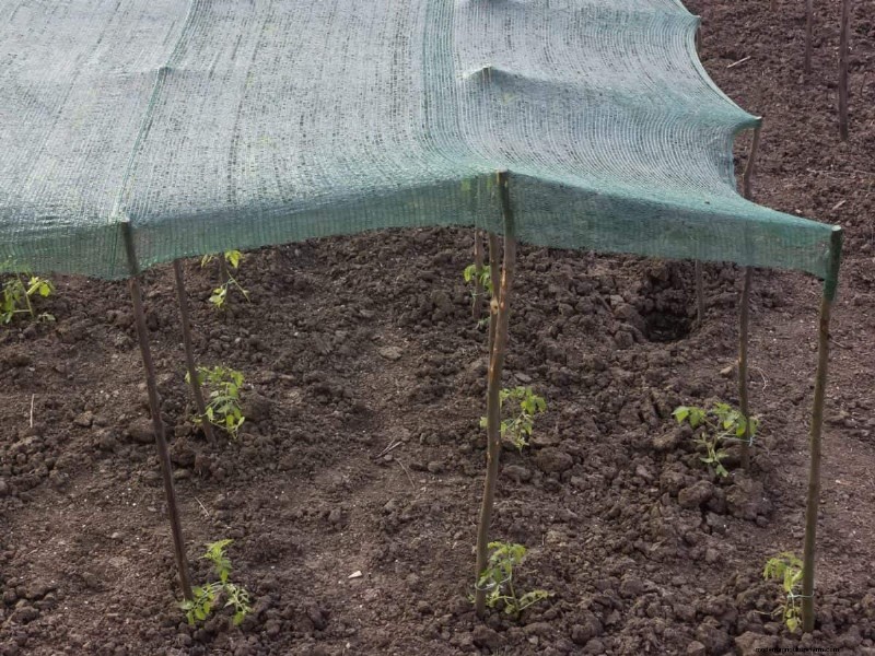 Groenten planten in juli:wat u nog kunt laten groeien en hoe 
