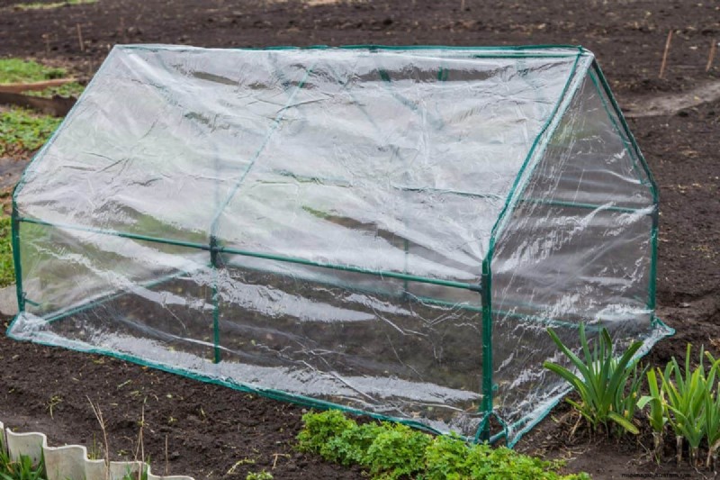 Groenten planten in juli:wat u nog kunt laten groeien en hoe 