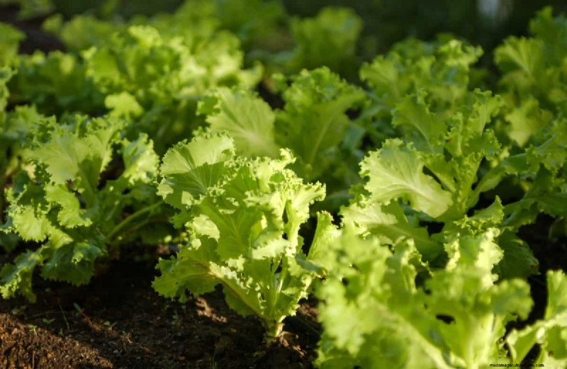 Groenten planten in juli:wat u nog kunt laten groeien en hoe 