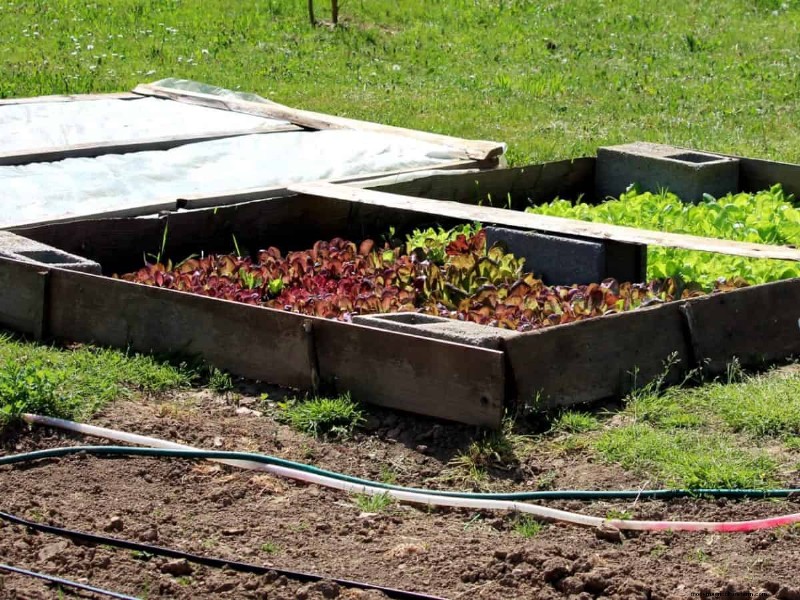 Groenten planten in juli:wat u nog kunt laten groeien en hoe 