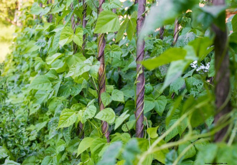 Groenten planten in juli:wat u nog kunt laten groeien en hoe 