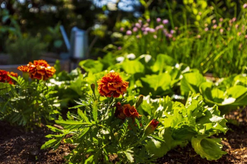 Groenten planten in juli:wat u nog kunt laten groeien en hoe 