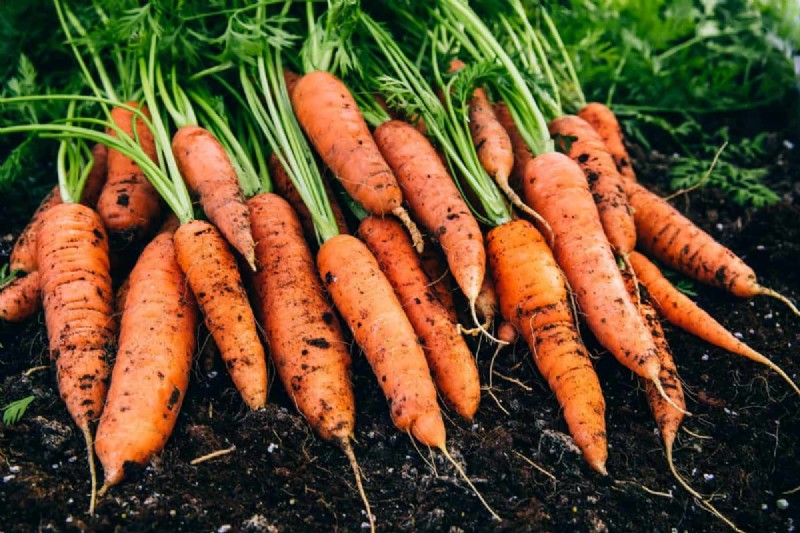 Groenten planten in juli:wat u nog kunt laten groeien en hoe 