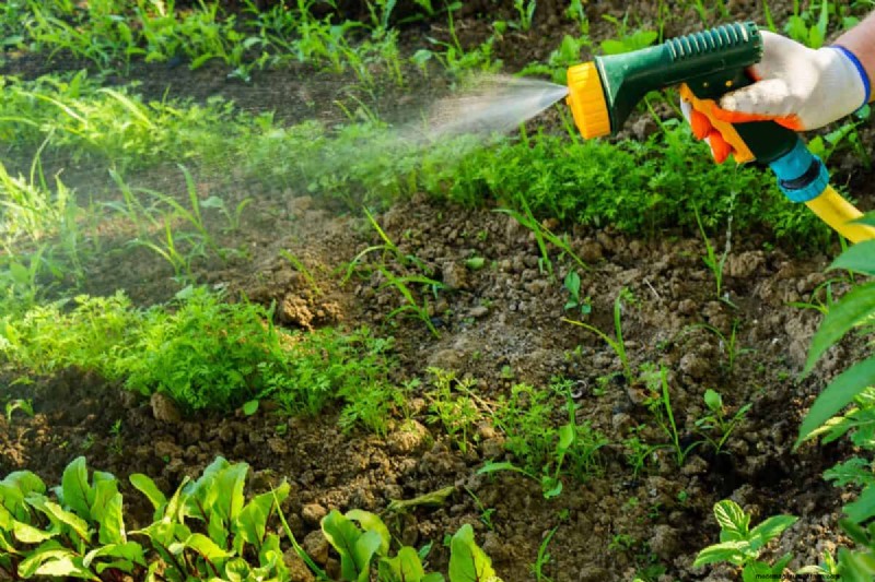 Groenten planten in juli:wat u nog kunt laten groeien en hoe 