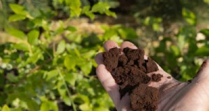 Jardinagem econômica:17 dicas para economizar dinheiro para um jardim próspero 