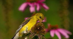 Tuinonderhoud in juli:14 essentiële taken voor een bloeiende zomertuin 
