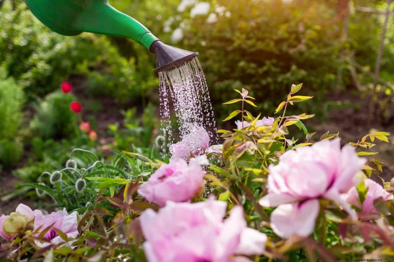 Gartenpflege im Juli:14 wesentliche Aufgaben für einen blühenden Sommergarten 