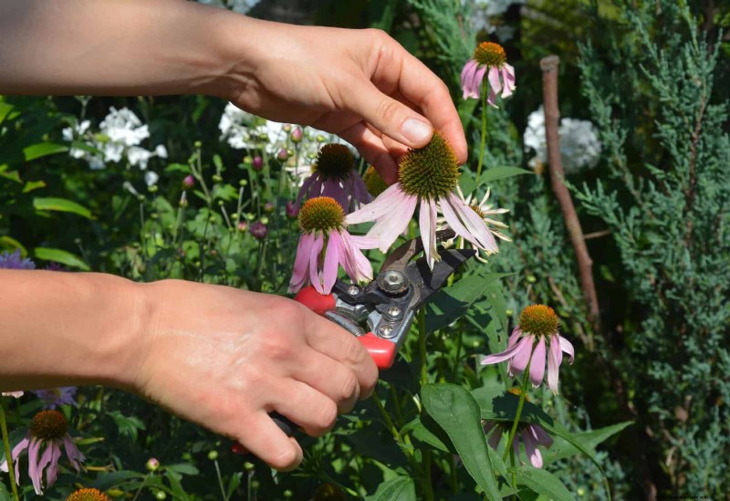 Gartenpflege im Juli:14 wesentliche Aufgaben für einen blühenden Sommergarten 